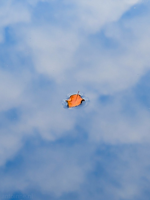 There is a single leaf floating on the surface of a pond. There are reflections of clouds in the water.