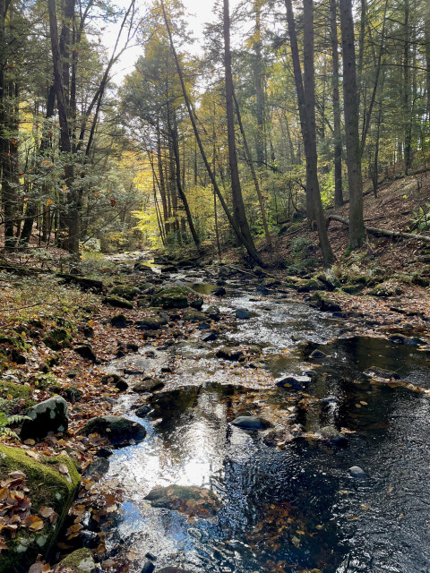 Looking downstream at a brook in the woods. The lack of rain has shrunk the level and width of the water. Where water was just a few months ago, piles of unmoving leaves now connect the embankment to the pooled, slowly moving water. The sun is just above the top of the frame straight ahead, lighting up sections of the brook almost giving it a sparkly appearance.