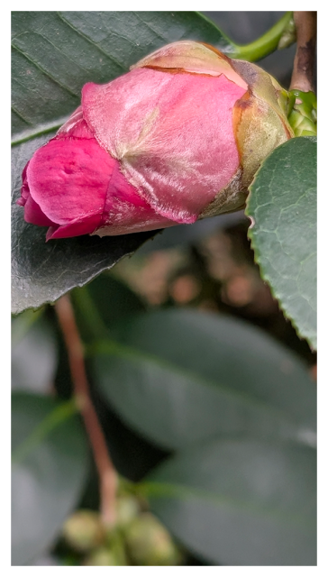 overcast daylight. closeup of a pink camellia bud on the tree beginning to open. context: green, waxy leaves with serrated edges on brown twigs, closed buds below, out of focus.