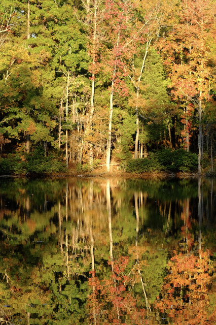 A dense forest next to a lake in South Carolina. The water is calm and reflects the fall colors like a mirror.

Photo taken with a Fujifilm X-T30 + Fujinon 70-300mm f4-5.6 lens.