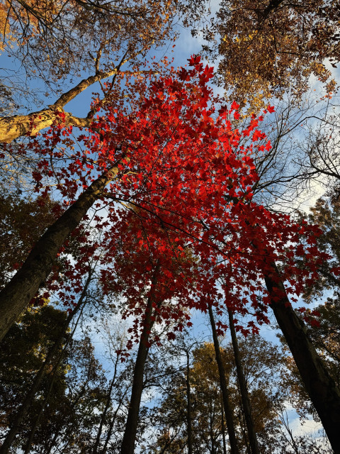 A scarlet red maple tree seen from below. The evening sun is low and highlights the red leaves at the top of the tree, making them appear extremely vibrant compared to the trunks and lower branches of the surrounding trees.  