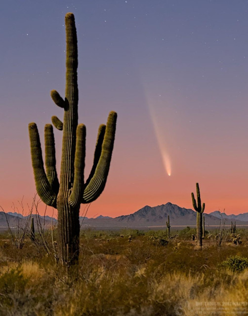 Color photo of a comet with a long tail pointing up and to the left. It's a late evening sky with a orange-red glow of the sunset on the horizon. The comet points down at a far distant hill. A tall multi-arm saguaro cactus is in the left foreground. A second saguaro can be seen in the distance on the right. The comet is framed between the two cacti.