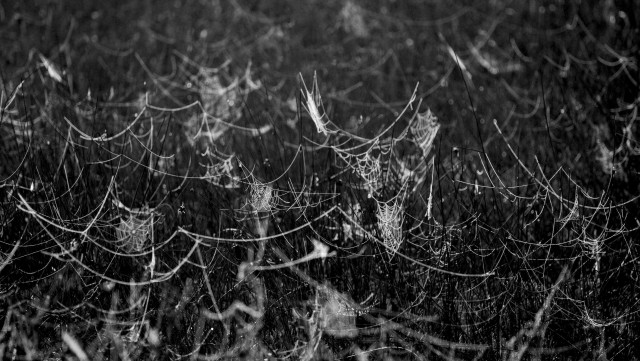 lots of small spider webs strung over the grass and thistles, glistening with water from the morning's fog