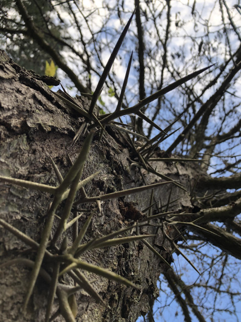 The bark of a black locust tree is photographed up close showing the spiky spines that grow naturally from the trunk. Deep blue sky is visible above the trees canopy, which is full of pods.