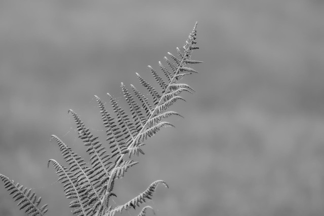 Schwarz weiß Bild, ein Farnwedel, der von unten links in das Bild ragt. Elegant geschwungen, ein paar Tautropfen glitzern an ihm. 
Mehr ist da nicht, aber für mich genügt es.