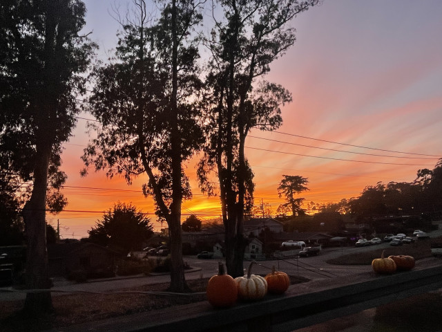 A spectacular sunset in shades on orange, yellow, pink and purple. Silhouetted against the sky are three tall trees. In the foreground, small pumpkins of various colors sit on a wooden rail.