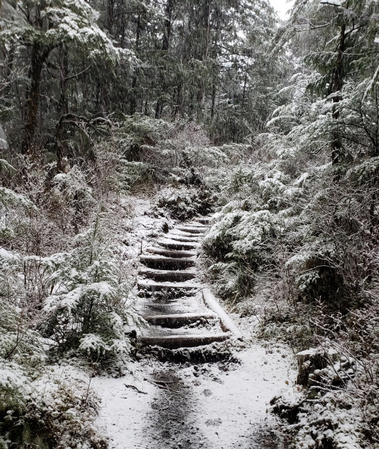 A thin blanket of snow covered a well trodden path with steps leading deeper into the forest. All the trees and bushings have a light coating of white. Truly "the woods are dark and deep."