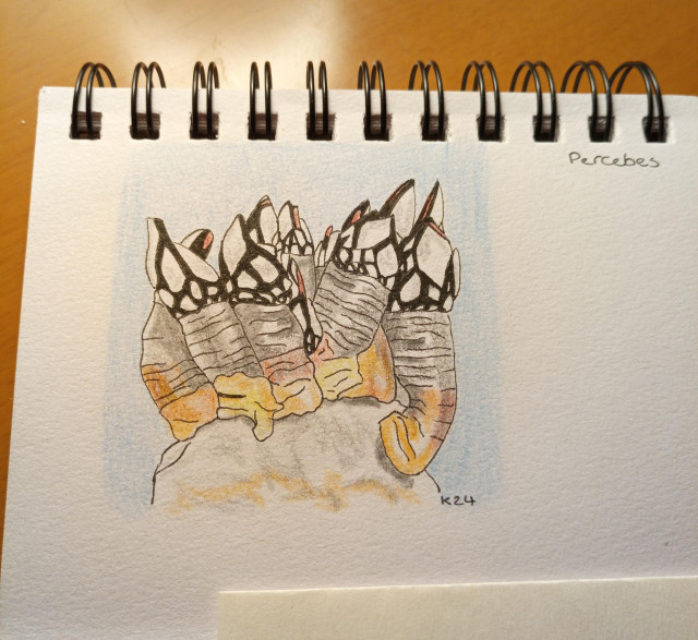 Drawing of barnacles on a rock. They look like the toes of a dragon all lined up and stuck toenail upwards the rock