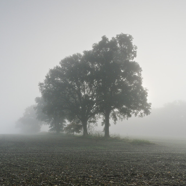 Eine Baumreihe auf einem Feld im Nebel und im Gegenlicht. Ist zwar farbig, wirkt aber fast schwarzweiß