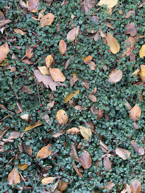 Looking straight down at the forest floor which is covered with a green leafed vine that produces red berries. Each leaf of the vine resembles a green guitar pick with a lighter central vein. The vine has lots of brownish yellow leaves that have fallen.