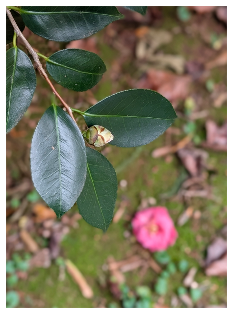 POV. Out of focus pink flower with yellow stamen on green moss, surrounded by fallen leaves, and autumnal detritus. in focus in the foreground, a twig with waxy green camellia eaves curtains the left top-half of the picture.