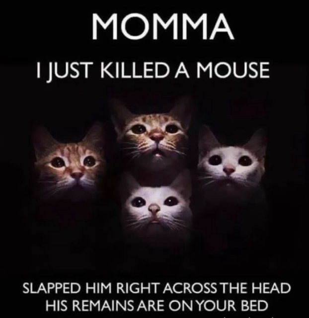 On a black background,  Four cats look upward. Captioned:  MOMMA I JUST KILLED A MOUSE SLAPPED HIM RIGHT ACROSS THE HEAD HIS REMAINS ARE ON YOUR BED