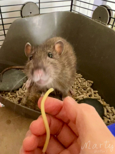 Our darling agouti rattie in his master bath, excitedly lunging forward for a noodle in my hand. He’s holding onto the big rock in the tray. He has a look of delight in his dark eyes.