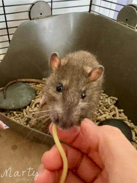 The same scene; now he’s taking the noodle from my hand.