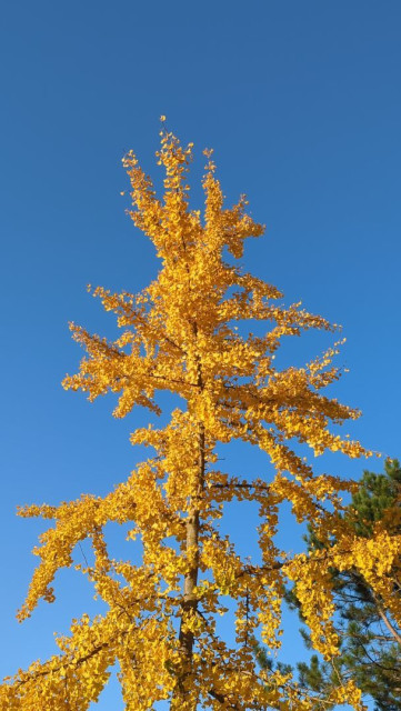 Spitze eines knallgelben Gingko-Baumes vor blauem Himmel