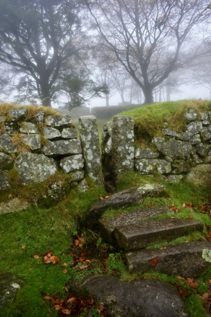 Wall and foggy beeches behind 