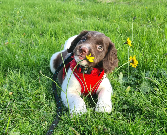 An adorable springer spaniel puppy, sitting on a grassy lawn with three yellow flowers. The flowers are all leaning to the right and her head is leaning the same way too. She has a largely brown head and brown ears, but a white chin and some white streaks down the centre line of her nose. Her paws are white, and she's wearing a bright red harness and collar.