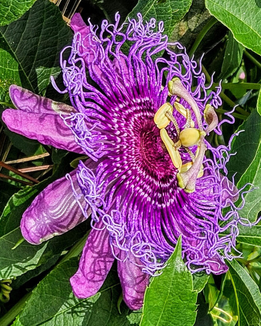 Close up of a purple passion flower against a wall covered with the plant's many vines a green leaves.  The unusually flower is circular with a dial type structure.  There are numerous small purple peaks reach outward from the center. A thin blue lace type fixture provides another layer atop the purple petals. In the solid purple center trumpet and pinwheel style pieces in yellow reach outward.  Beautiful and bizarre.