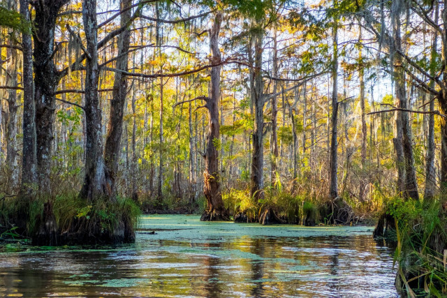 A view down a swamp; leafy trees with conical trunks recede into the background. [iPhone 15 Pro]