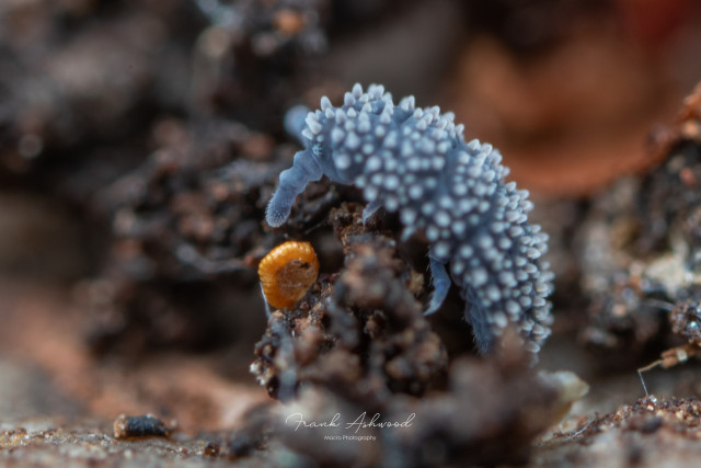 A photograph of a small, soft-bodied invertebrate with blue skin and many white little soft spines all over its back. The animal is crawling over some decaying organic matter on the surface of a log.