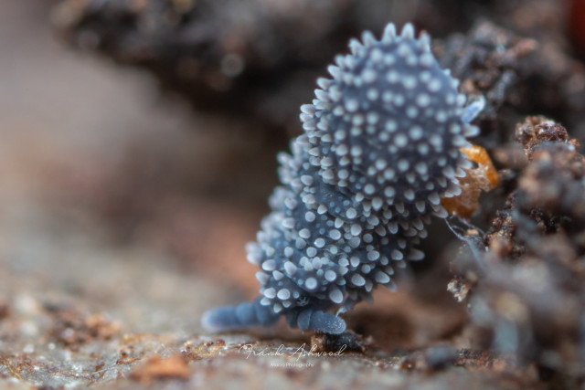 A photograph of a small, soft-bodied invertebrate with blue skin and many white little soft spines all over its back. The animal is crawling over some decaying organic matter on the surface of a log.