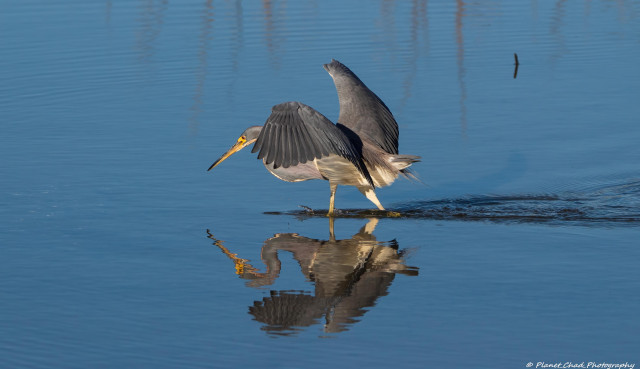 A tri-colored heron with its wings partially open stands gracefully in shallow water, casting a clear reflection on the surface. The tranquil setting highlights the symmetry between the bird and its mirror image.