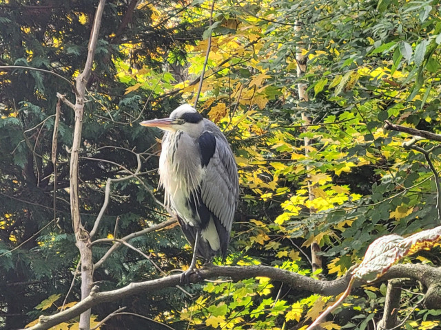 Photo of a big, white, grey and black Heron standing on a branch. It looks a bit wet or scruffy. At that time he was just enjoying the sun I think. In the background there are yellow and green automnal leaves.