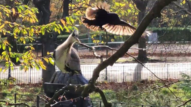 Photo (taken from a video) of the heron chasing a crow away that came to shout at it. The heron's "crown" went up and it clapped its beak at the crow. The crow just moved a little bit higher on its branch.