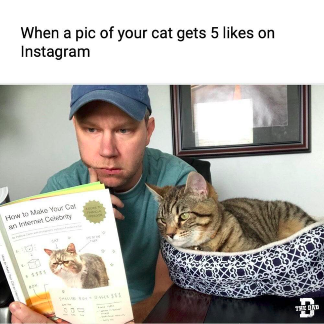 Picture of a man and a cat both looking in a book. The book's title is "How to Make Your Cat an Internet Celebrity"

The text above the image says:

"When a pic of your cat gets 5 likes on Instagram"