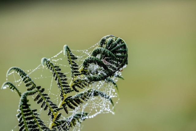 Einzelner Farnwedel, vertäut mit Spinnenfäden, die durch Nebeltropfen glitzern.
Hintergrund gelb grün, zart.