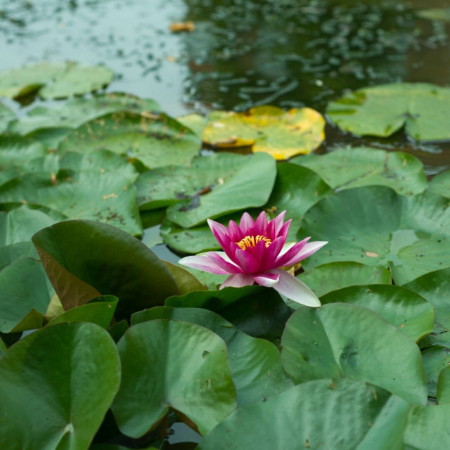 Photo of a dark pink and white water lily with many sharp petals around a yellow centre. The flower is raised a little way into the air perhaps by the angled leaves around it at the bottom of the picture, at the top the leaves are flat against the dark green water's surface.