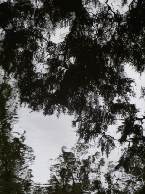 Branches from nearby fern trees are distorted in their reflection in the water in this black and white image.