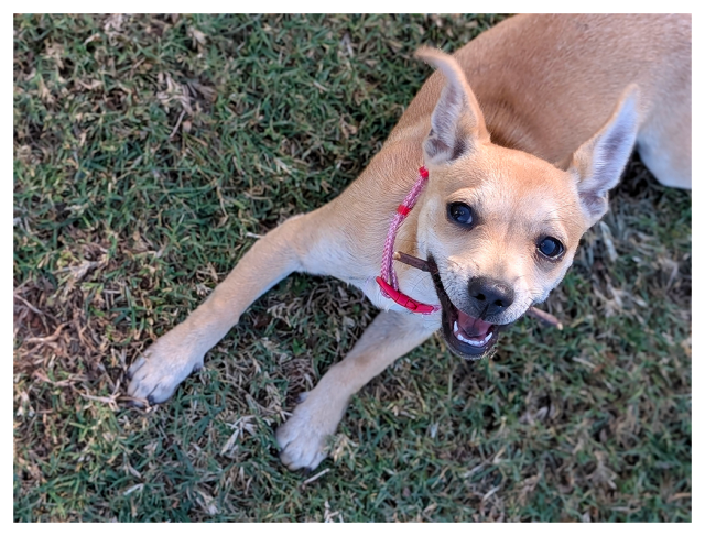 daytime. high-angle view. a chihuhahuha puppy with short, tan coat rests on grass, front paws out, with a small stick in their mouth. ears up, making eye contact. a happy dog.