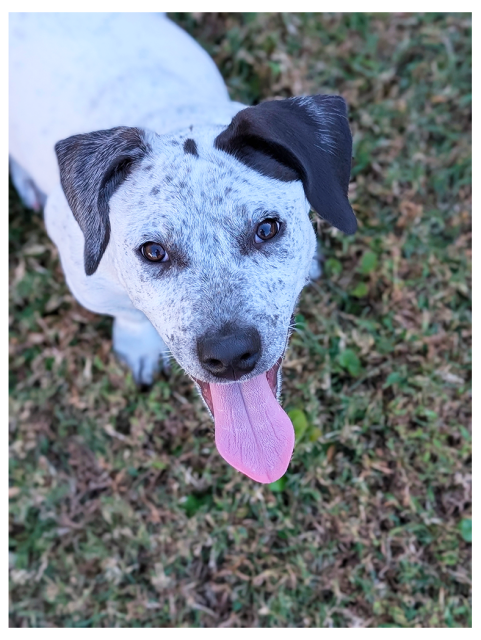 high-angle view of a puppy with white coat, spotted with black and black ears. standing on grass, tongue out, making eye contact. a happy dog.