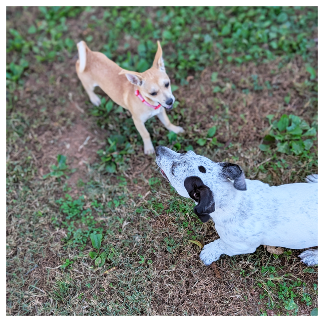 high angle view on grass. a chihuahua puppy with brown coat and a much larger black and mixed beagle puppy with white coat and black markings have paused for a moment in a game of chase-slash-wrestling. 