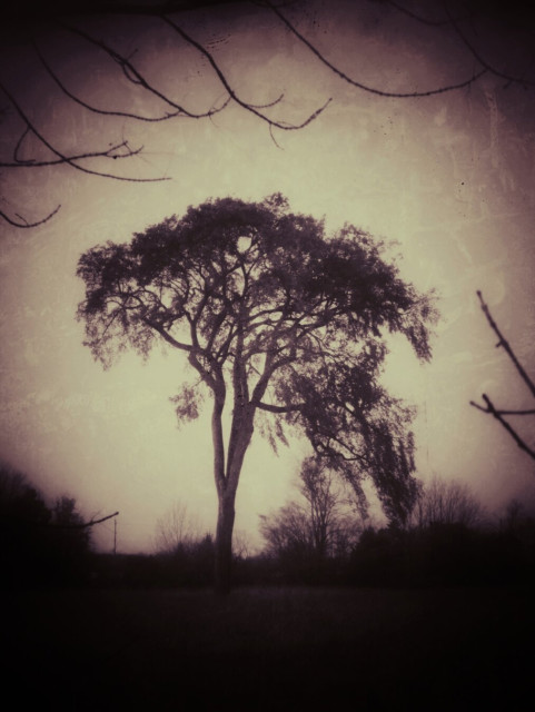 A large tree stands in a field, branches from trees in the foreground frame the image. The photo has a faded yellow and black edit.