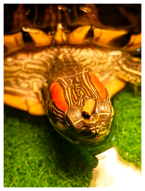 pet turtle rests on an fake grass platform in their aquarium, lit by heat lamp overhead. a piece of turtle food, light brown tube, rests between their eyes, just above the nose. they're making right-eye contact.