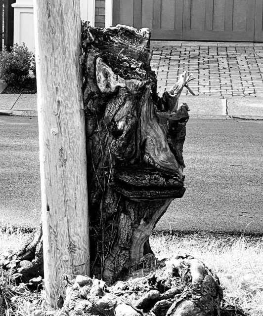 a gnarled tree stump next to a pole. it looks a little like the head of a troll