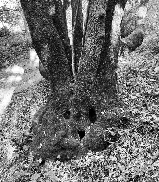 a tree, the base looks like a rabbit’s face and the two trunks are its ears