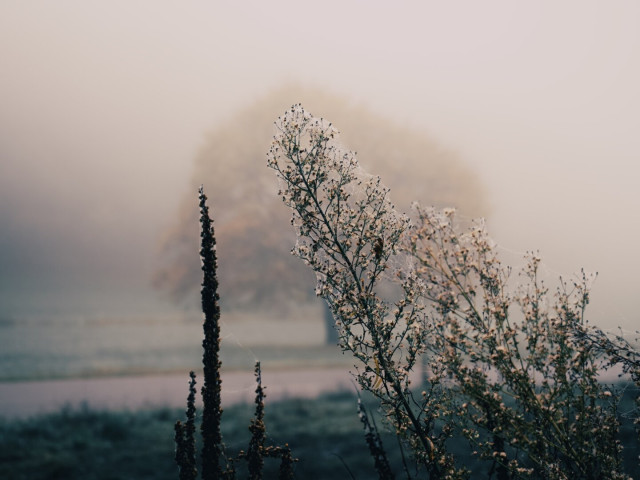 There is a tree with yellow leaves in the foggy background. In the foreground there are some dried plants, covered in spiderwebs, which caught water drops from the fog. The colors are muted, but not really cold. It's still autumn, you won't freeze when being outside.