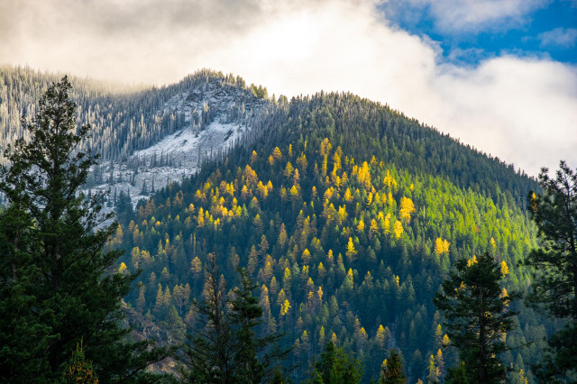 Sunlight lights golden larches on a mountainside surrounded by deep green conifers of other kinds. Above this sunny sided of the mountain there is a deeply cold summit, shadowy and covered in ice and snow. Blue sky peeks through thick white clouds above the mountains, while tall trees frame the bottom of the photo