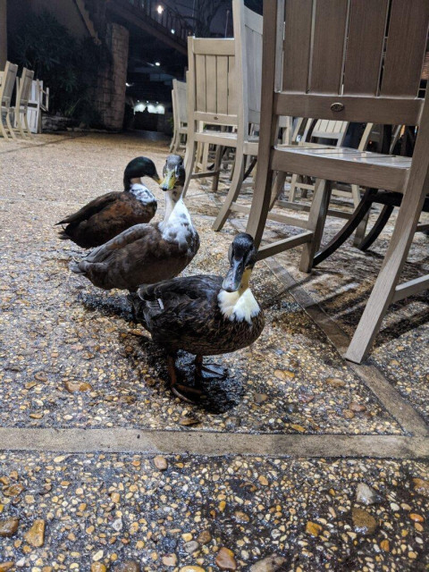 I photo I took while walking on the Riverwalk in San Antonio of three ducks that were sitting in a single file line.