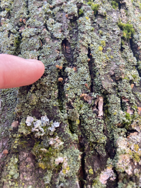 My finger points to some tiny mushrooms growing from lichen-covered bark of a maple tree. The lichens are blue gray and there's also some bright green moss. The mushroom stems grow out and then curl up, and the gills are adorable wavy. Each mushroom is a tiny fraction of the size of my fingertip. 