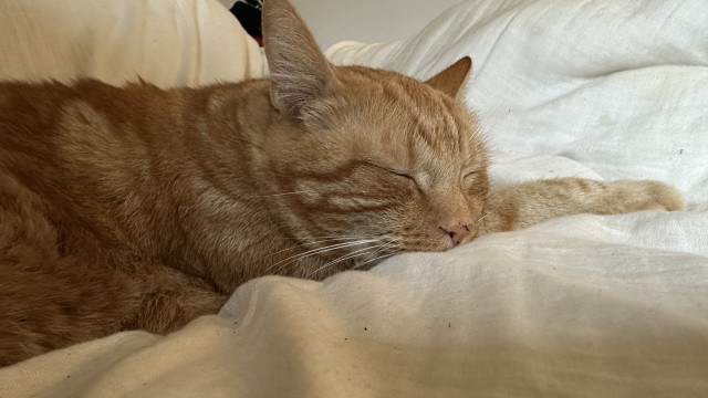 George the cat on the couch