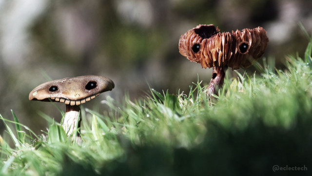 An edited photo of two wild mushrooms on a grassy slope against a blurred mossy stone wall. They both have hollows edited on with eyes drawn in, and the one on the left has a row of mushroomy teeth hanging down from a light brown cap. The one on the right has turned up on itself so the frills are visible, and has turned redder. It had a pock mark on the stem which looks like a slightly surprised mouth. Overall impression is probably goofy rather than scary, although I even tuned the colours to be more sombre.