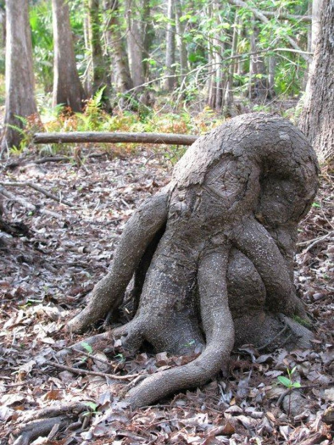 A bizarrely twisted tree in a sunlit woodland clearing, surrounded by a carpet of dry brown leaves. The tree curls back down on itself, its thick branches snaking tightly around its own trunk and curling into the ground. The general appearance is beautifully monstrous, as though the branches were tentacles. A roughly circular scar on the bark where you might expect to see an eye, if this were a creature, strengthens its Cthulhu-like vibes. A few metres beyond it are ferns and upright trees.