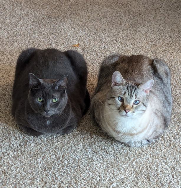 Two cats, a gray one on the left and a cream colored tabby on the right. They're sitting on the floor side by side line two loaves of bread. They're both looking at the camera being creepy 