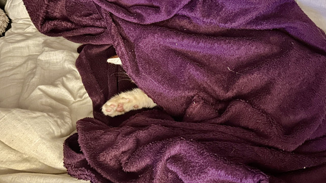 Sleeping under his blanket, only a paw and ear sticking out