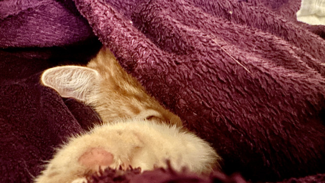 Washy sleeping under his purple blanket