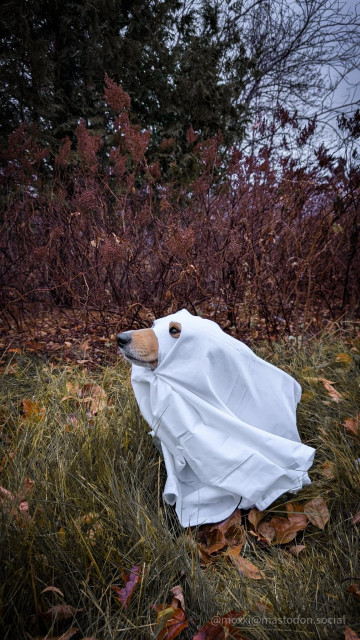 moxxi the corgi is outside wearing a ghost costume in the grass. there are dead leaves around her. there are some red shrubs behind her and some green trees in the background.